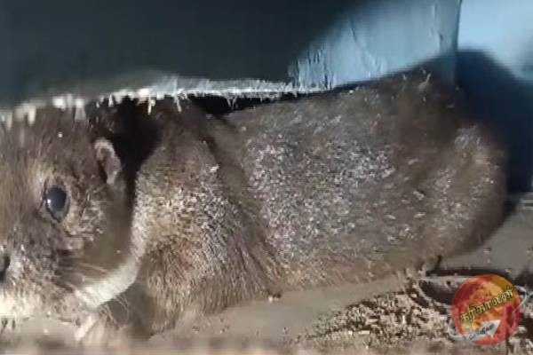 இலங்கையில் பிடிப்பட்ட அரியவகை உயிரினம்