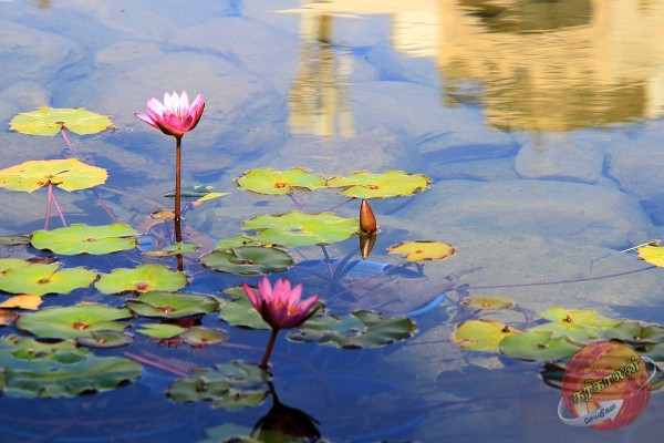 தாமரை மலர் பறிக்கச் சென்ற பெண் உயிரிழப்பு