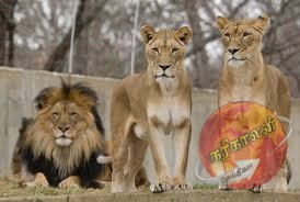 viral video: பாசமாக தடவிக்கொடுத்தவரை தாக்கிய சிங்கம்! வியப்பை உண்டாக்கும் காட்சி