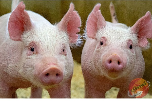 பன்றிகளுக்கு பரவும் வைரஸ் தொற்று காரணமாக விதிக்கப்பட்ட புதிய தடை