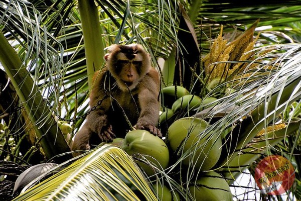 குரும்பை விழுந்ததில் நபர் மரணம்