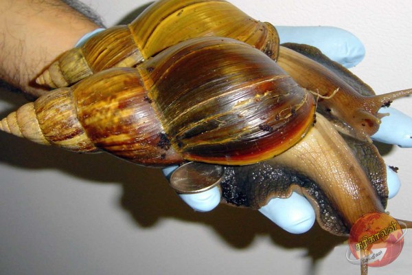 வடக்கில் படையெடுக்க ஆரம்பித்துள்ள ஆப்பிரிக்க நத்தைகள் ; பேராபத்துக்களை சந்திக்கவிருக்கும் இலங்கை