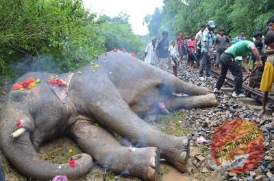 காட்டுப் பகுதிகளில் தொடருந்து சேவை! நடைமுறைக்கு வரவுள்ள சிறப்பு திட்டம்