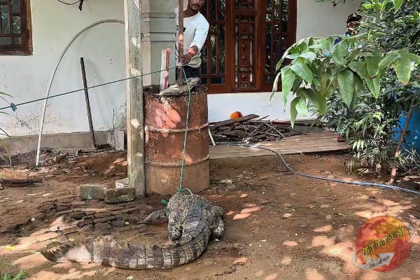 திருகோணமலையில் அழையா விருந்தாளியால் மக்கள் அச்சம்