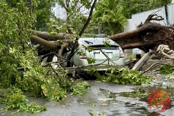 கொழும்பை உலுக்கிய மினி சூறாவளி; வீதியில் பயணித்த கார் மீது விழுந்த பாரிய மரம்