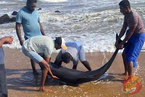 இலங்கையின் கடற்கரையில் கரை ஒதுங்கும் டொல்பின்கள்!