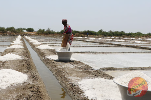 உப்பு பற்றாக்குறைக்கான காரணம் வெளியானது