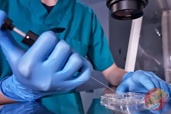 IVF முறையில் முதலாவது செயற்கை முறை கருத்தரிப்பு வெற்றி