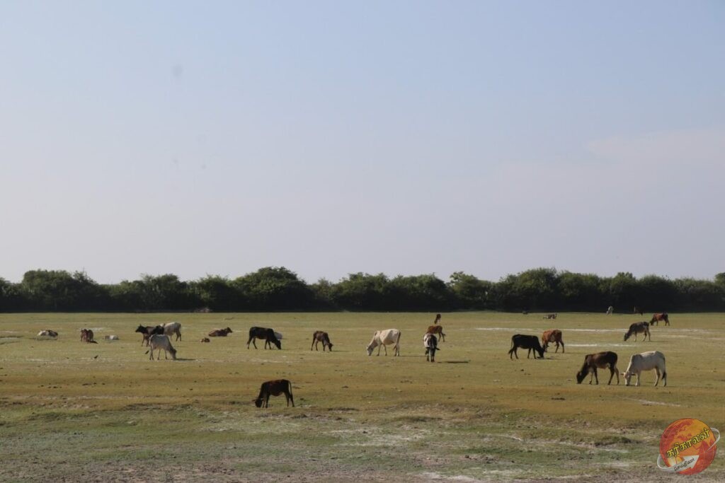 கிளிநொச்சியில் அரச கால்நடைகள் சேவைகள் பாதிப்பு