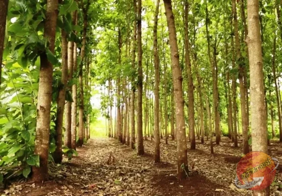 சீகிரியா பொலிஸ் பிரிவிலுள்ள தேக்கு மரத் தோட்டம் ஒன்றில் இருவருக்கிடையே ஏற்பட்ட வாய்த்தர்க்கம் கைகலப்பாகியதில் ஒருவர் உயிரிழந்ததுடன் மற்றொருவர் காயமடைந்துள்ளார்.