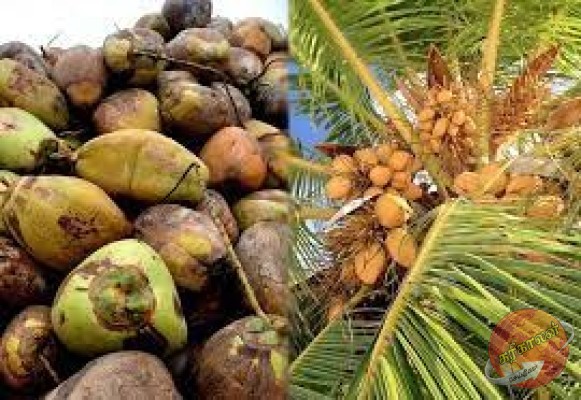 அமெரிக்கா 30 சதவீத இறக்குமதி வரியை விதிக்க தீர்மானித்தமை ஏற்றுமதி துறைக்கு பாரிய அச்சுறுத்தல் என இலங்கை தெங்கு கைத்தொழில் சம்மேளனம் தெரிவித்துள்ளது.