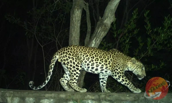 சிறுத்தைகளின் நடமாட்டம் காரணமாக தேயிலை மலைகளில் கொழுந்து பறிக்கும் தோட்டத் தொழிலாளர்களின் பாதுகாப்பு கேள்விக்குறியுள்ளதாக தோட்டத் தொழிலாளர்கள்