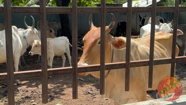 கட்டாக்காலி கால்நடைகளை கட்டுப்படுத்தும் நோக்கில், புதுக்குடியிருப்பு பிரதேச சபையினரால் நேற்று இரவு அதிரடி நடவடிக்கை