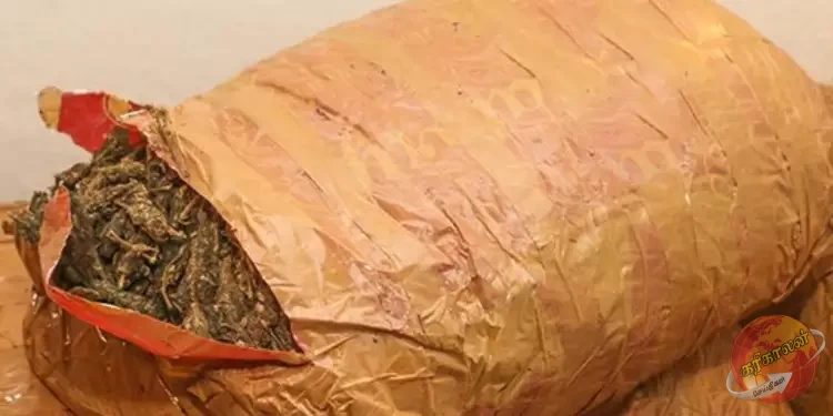 பொலிஸ் சிறப்பு அதிரடிப் படை (STF) அதிகாரிகள் குழு நடத்திய சிறப்பு சோதனையின் போது கேரள கஞ்சாவுடன் ஒருவர் கைது