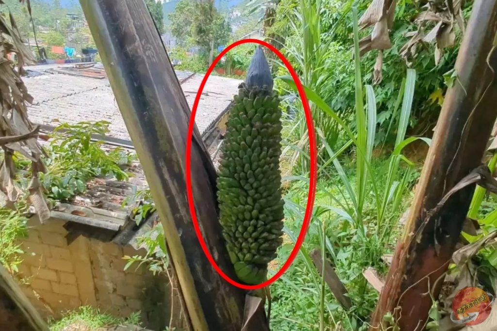 அதிசய வாழைக்குலையை காண குவியும் மக்கள்!