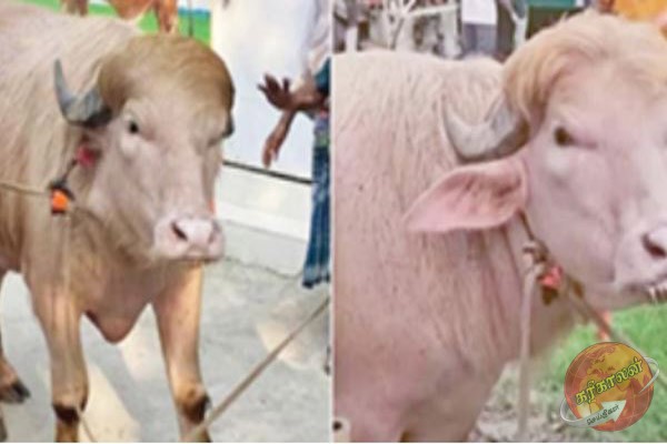 நேதன்யாகு போல் வித்தியாசமான எருமைகள்