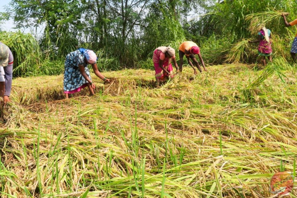 நாடு முழுவதும் 143 இடங்களில் நாளை நெல் கொள்முதல் ஆரம்பம்