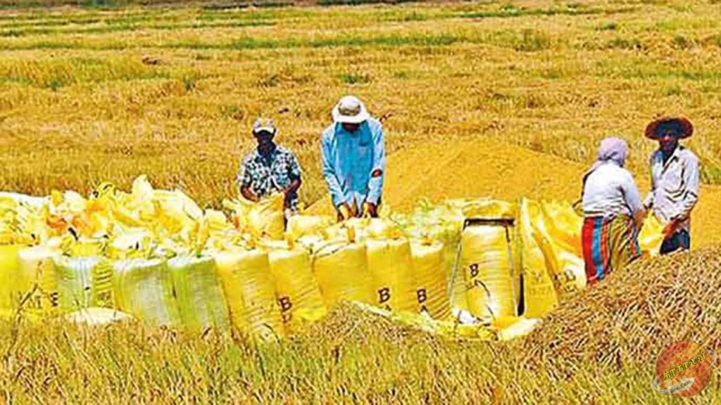 4 நாட்களில் 305 மெட்ரிக் தொன் நெல் கொள்வனவு